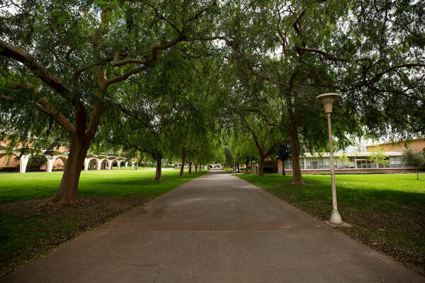 Photo of Tree lined walkway